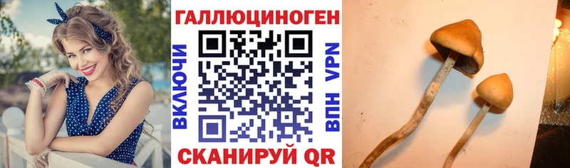 наркошоп  Краснодар  Галлюциногенные грибы GOLDEN TEACHER 